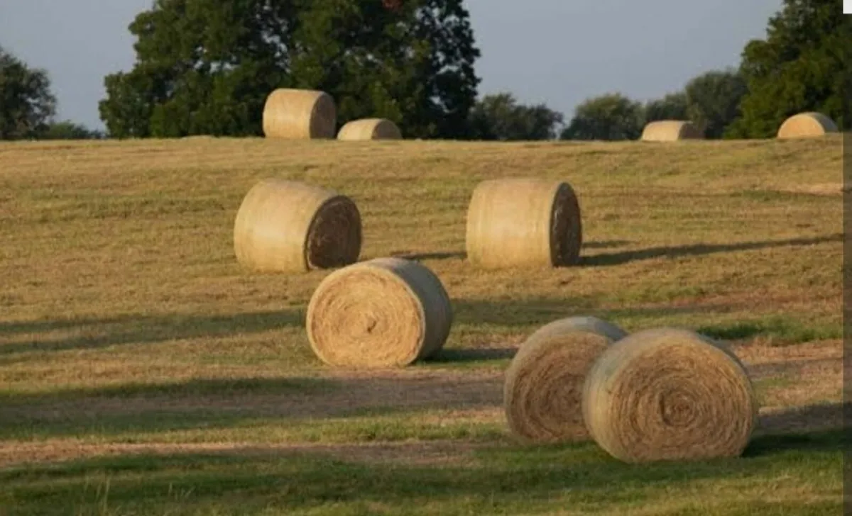 Hay
