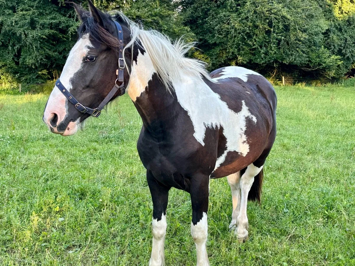 2yr filly Piebald - Image 1