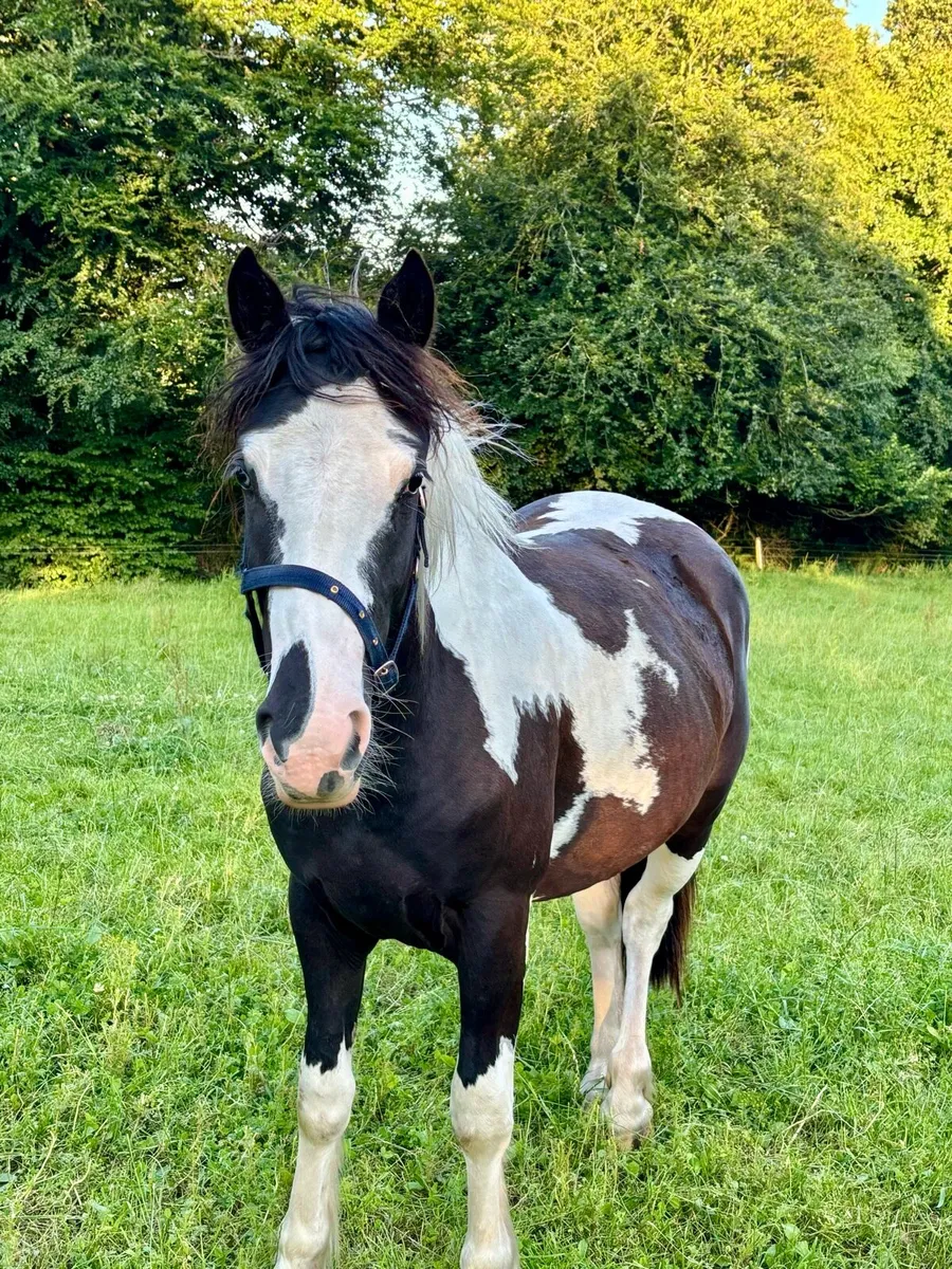 2yr filly Piebald - Image 2
