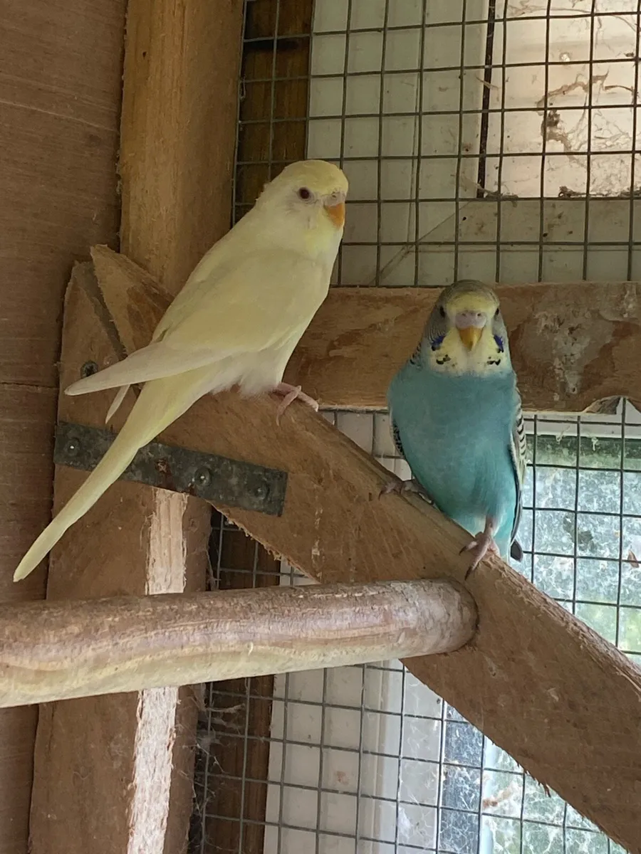 Beautiful Coloured Budges - Image 1