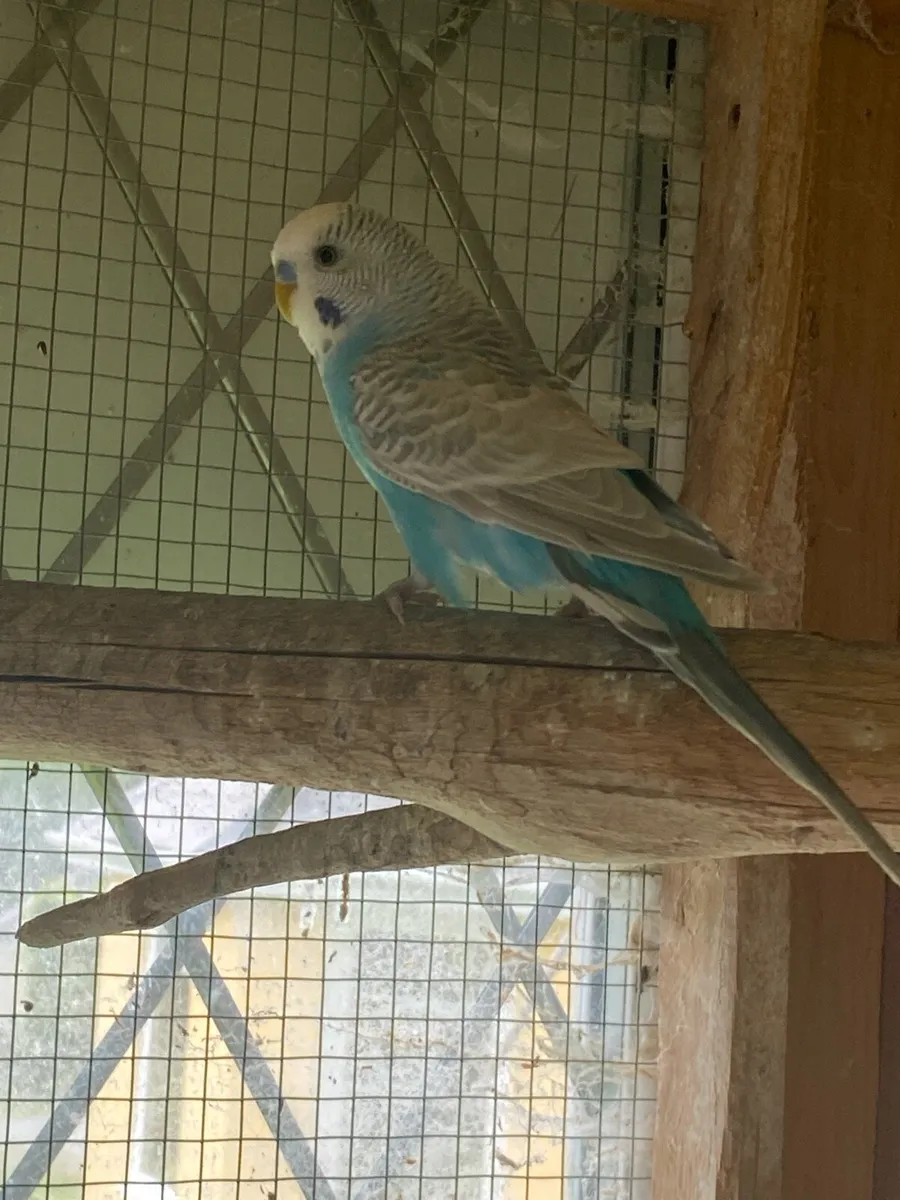 Beautiful Coloured Budges - Image 2