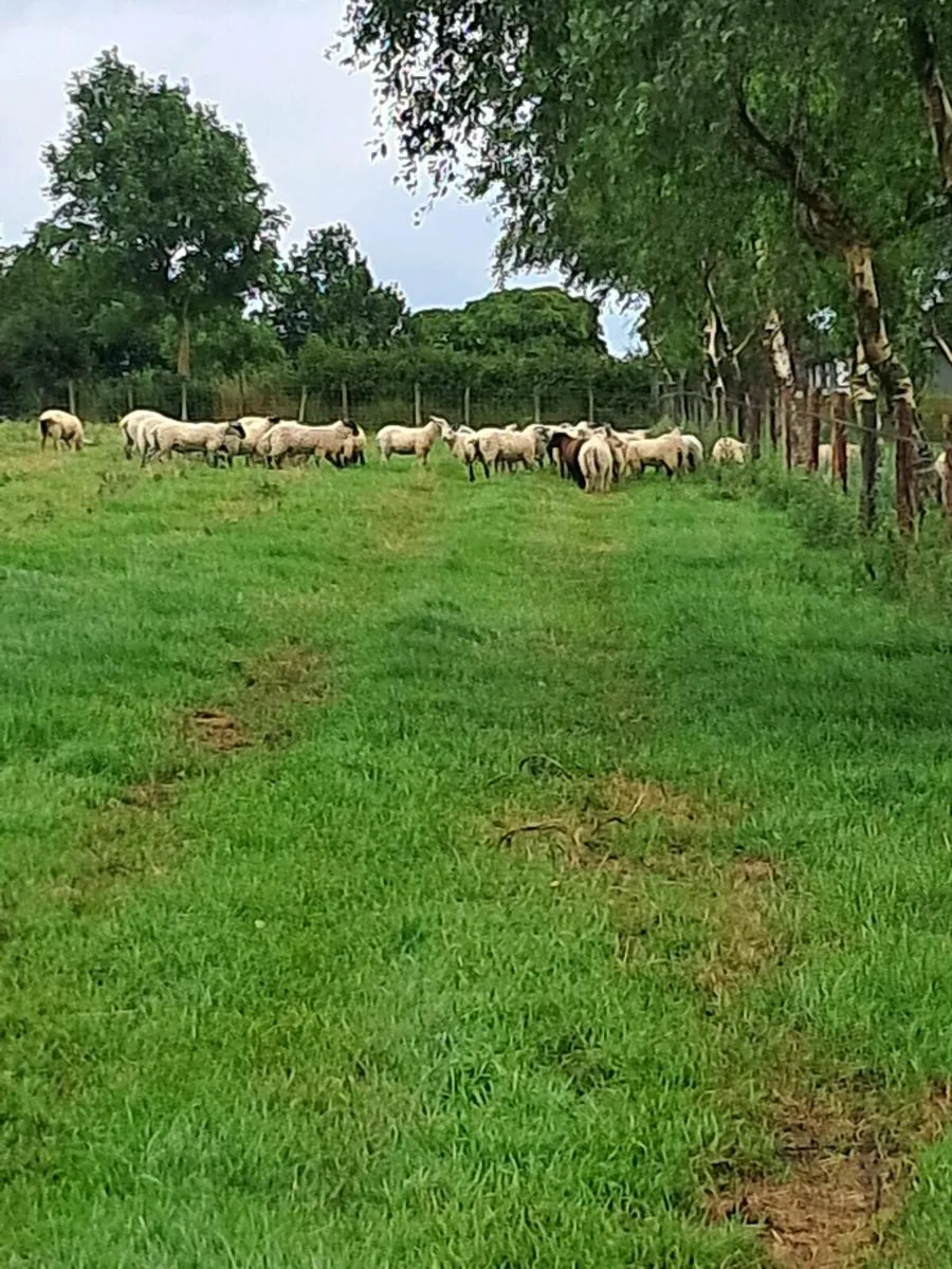 50 Store ram lambs - Image 1