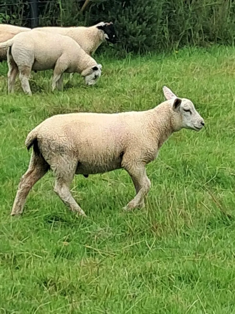 50 Store ram lambs - Image 2