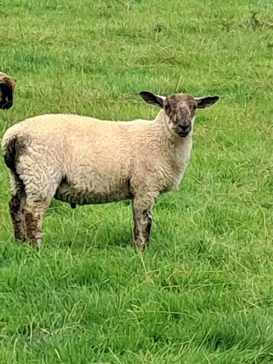 50 Store ram lambs - Image 3