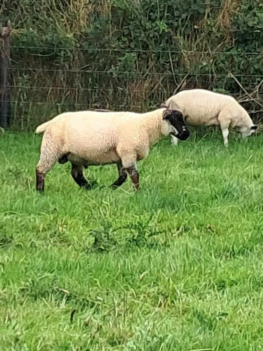 50 Store ram lambs - Image 4