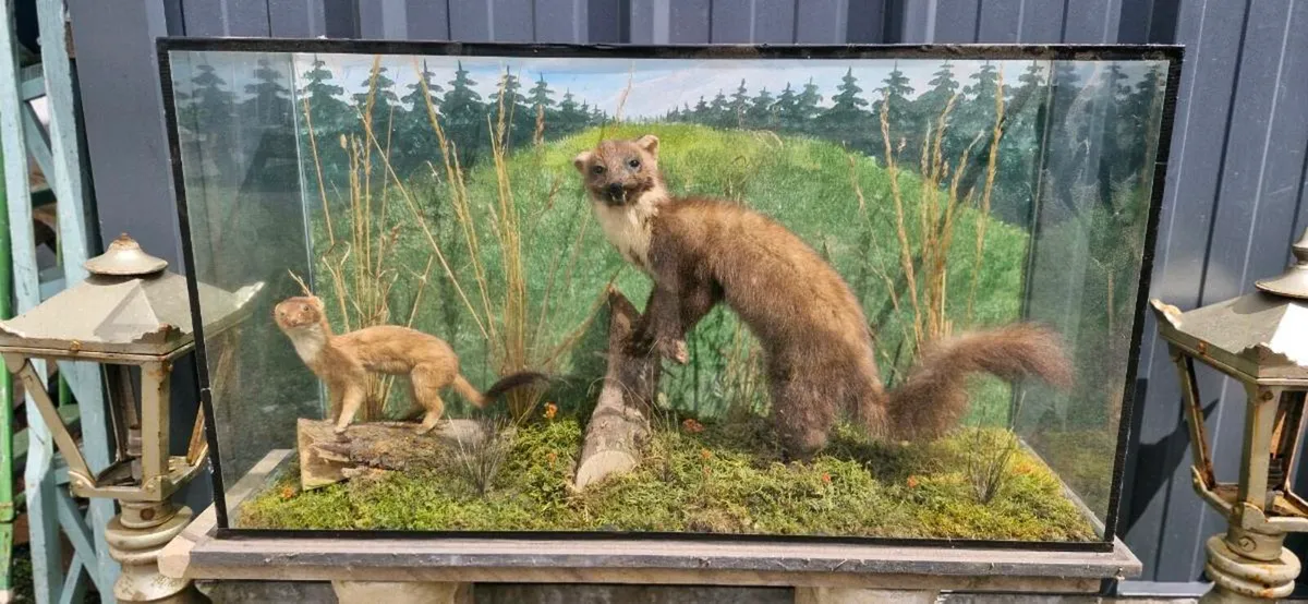 Taxidermy - Image 3