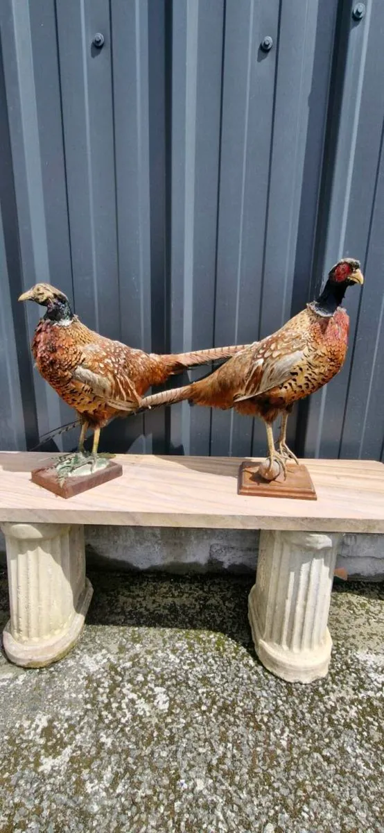 Taxidermy - Image 4