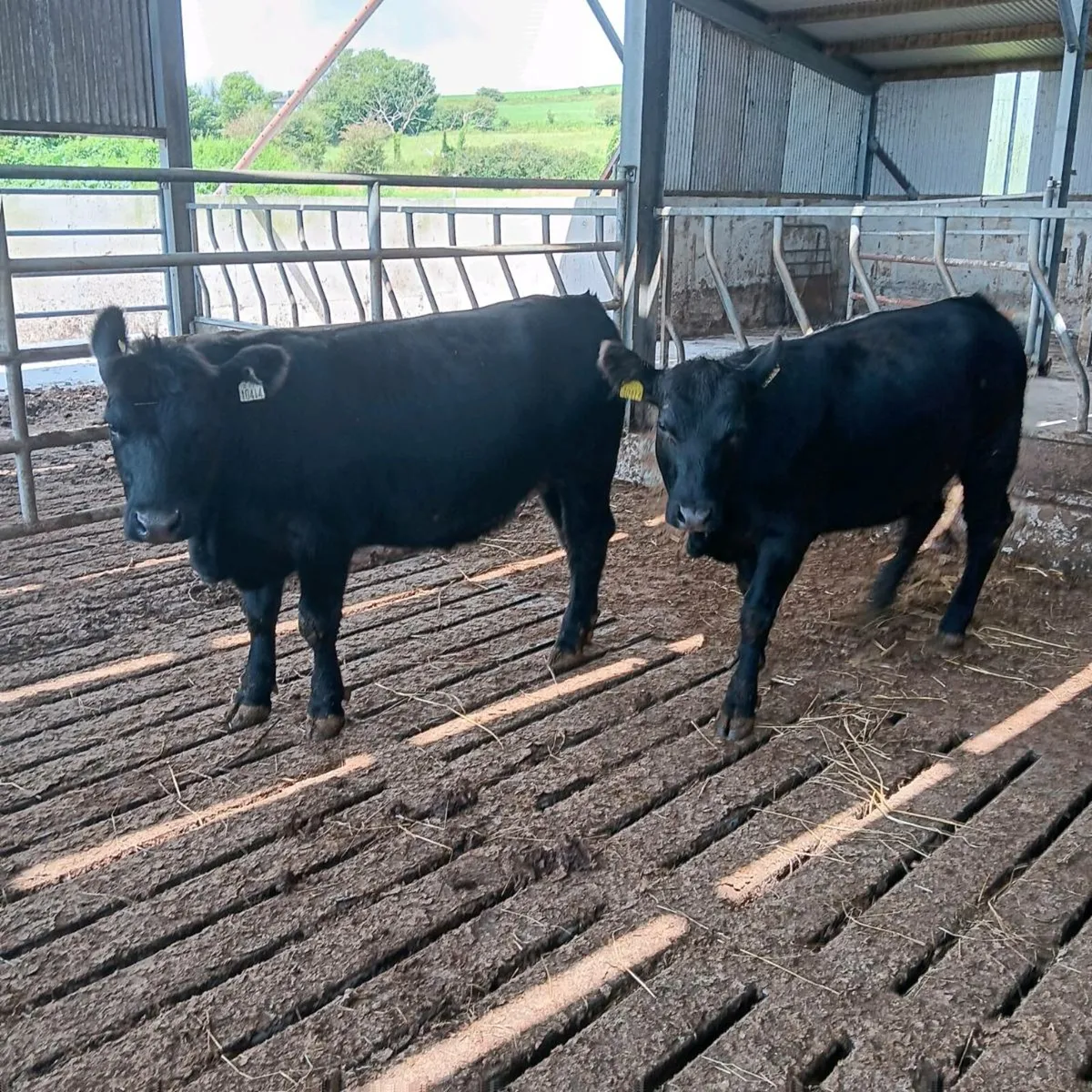 Pedigree Registered Angus Bulls - Image 1