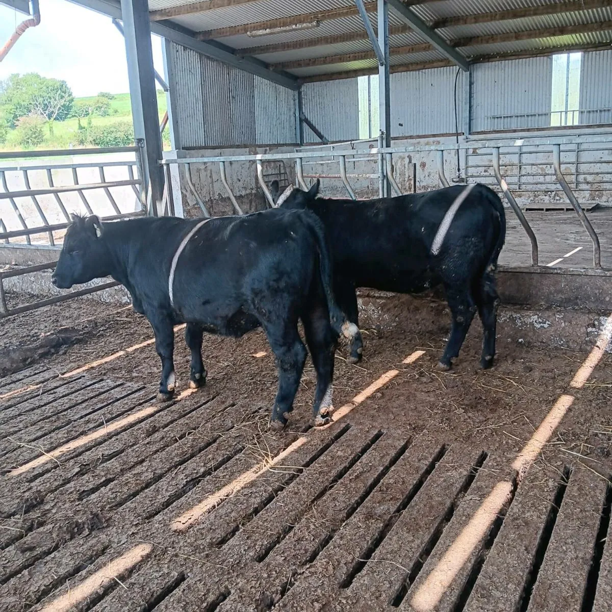 Pedigree Registered Angus Bulls - Image 2