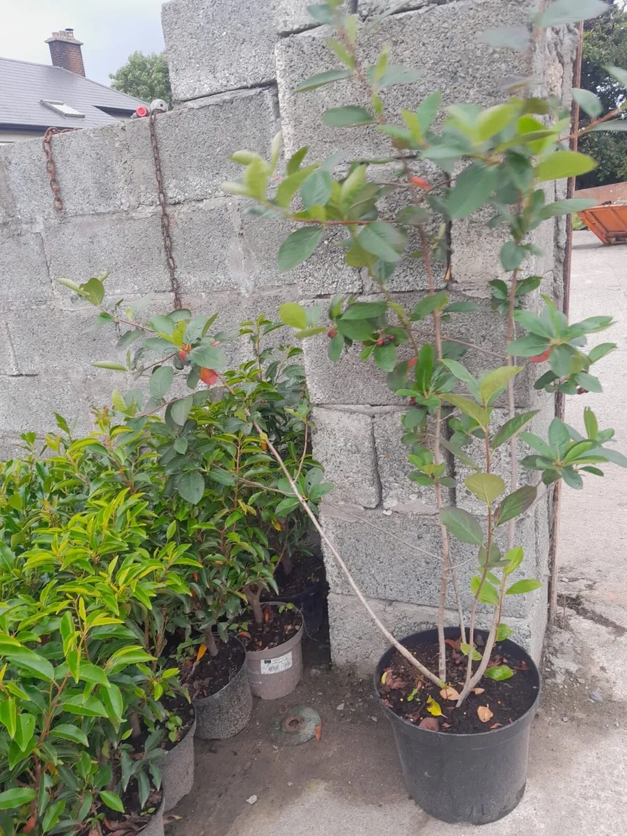 Aronia bushes 10litre pots - Image 2