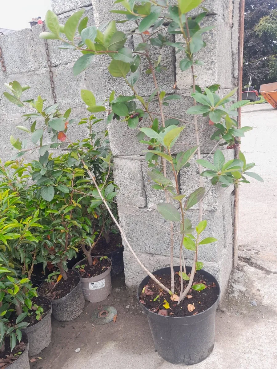 Aronia bushes 10litre pots - Image 3