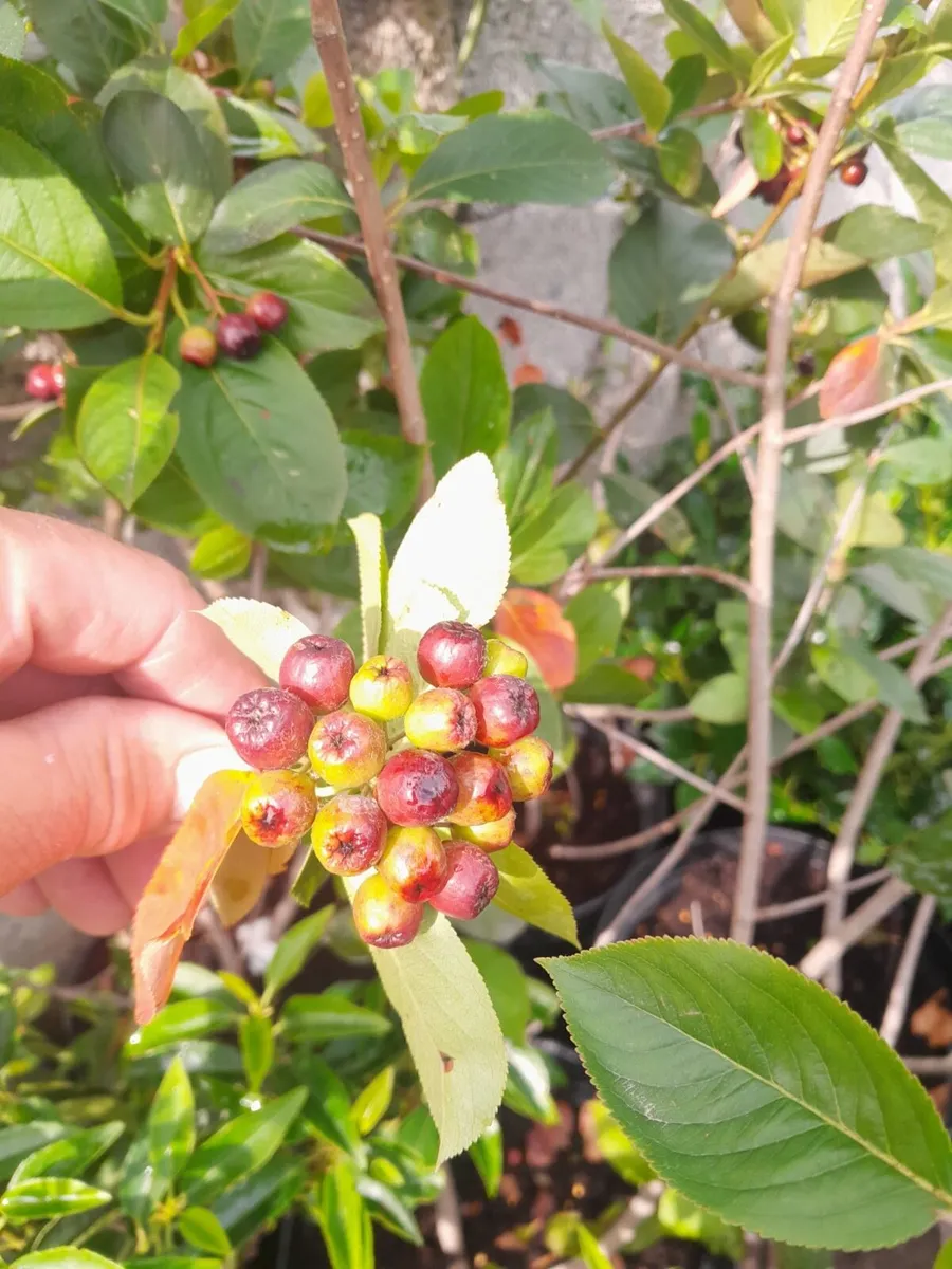 Aronia bushes 10litre pots - Image 1