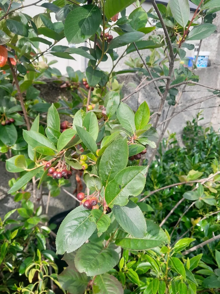 Aronia bushes 10litre pots - Image 4