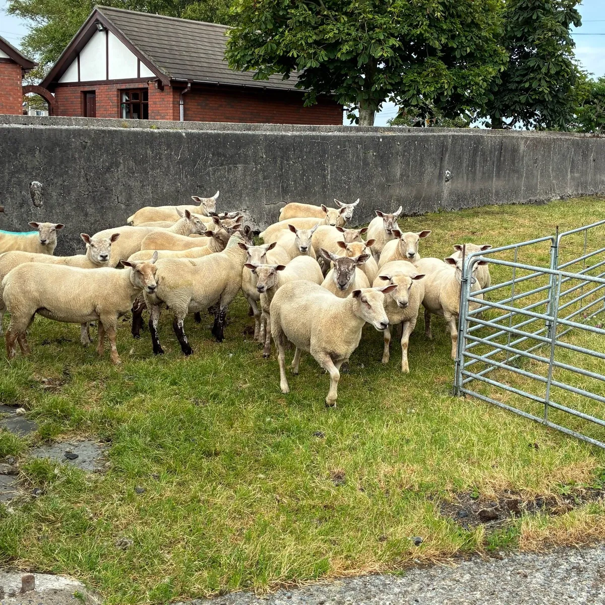 Hoggets - Image 1