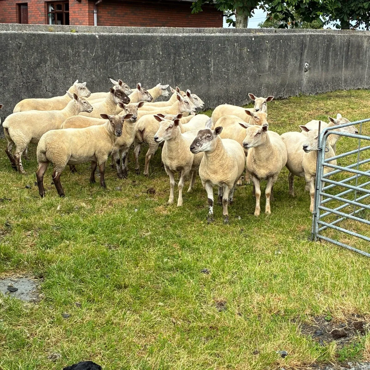 Hoggets - Image 2