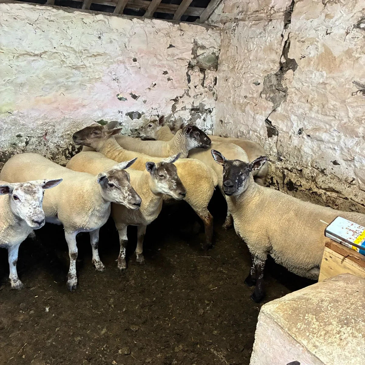 Hoggets - Image 3