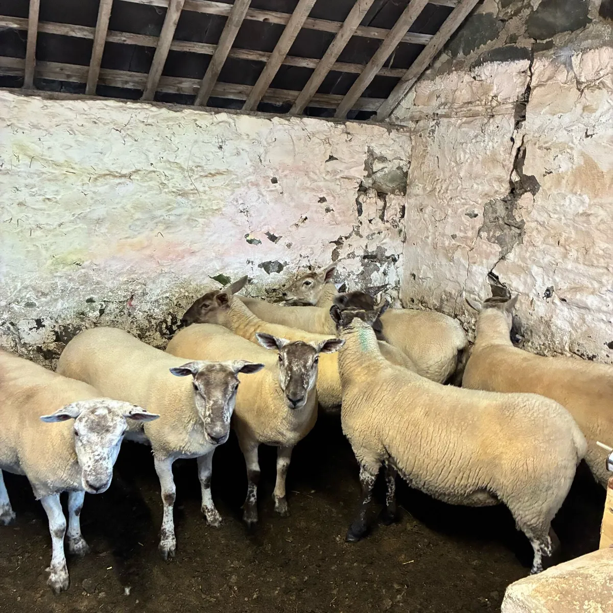 Hoggets - Image 4