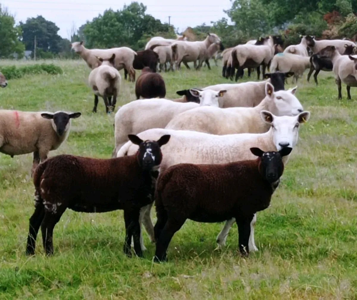 Dutch Spotted Ewe lambs - Image 1