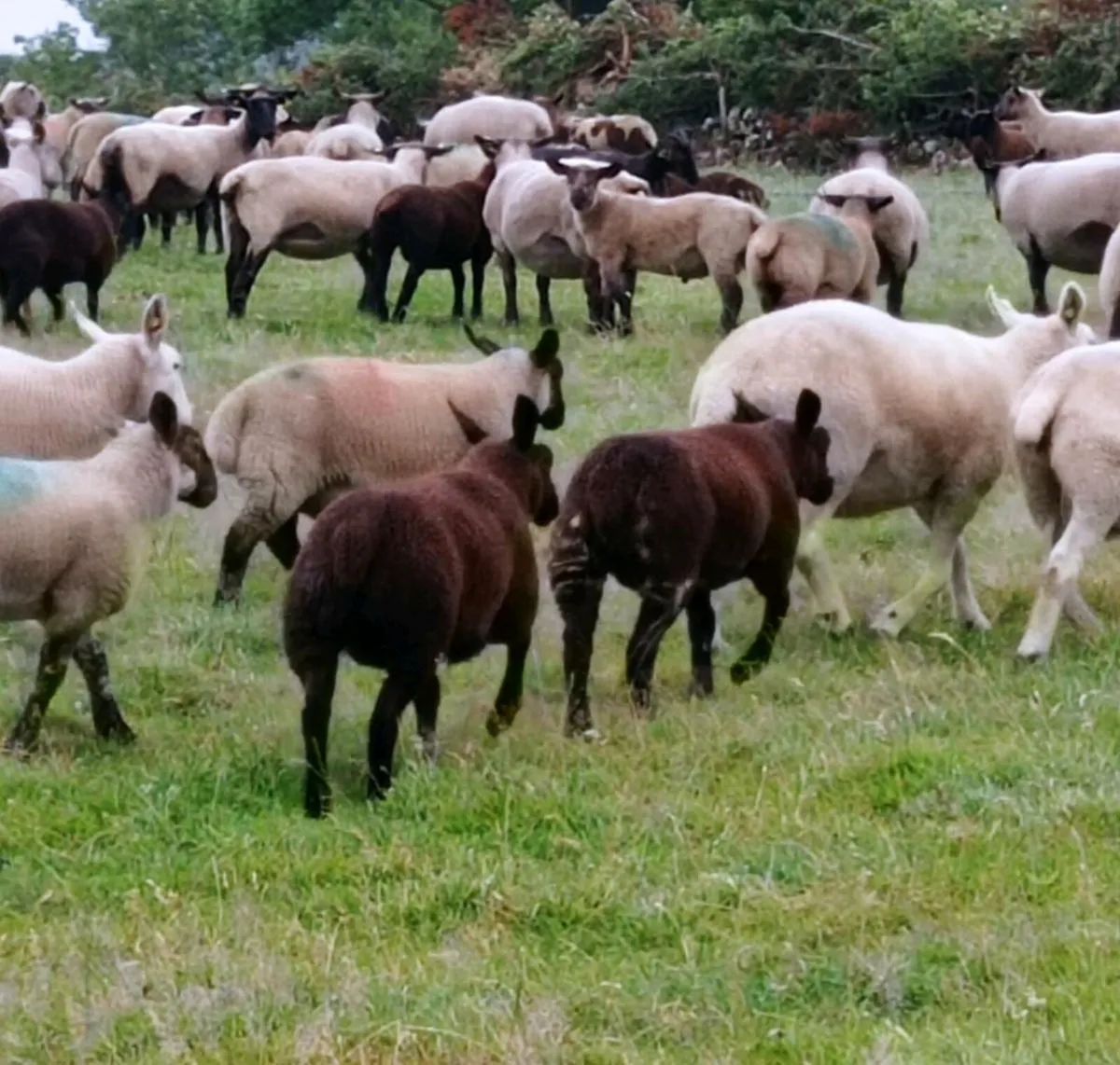 Dutch Spotted Ewe lambs - Image 2