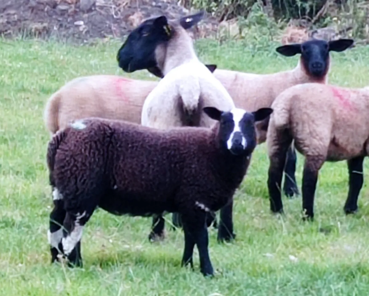 Dutch Spotted Ewe lambs - Image 3