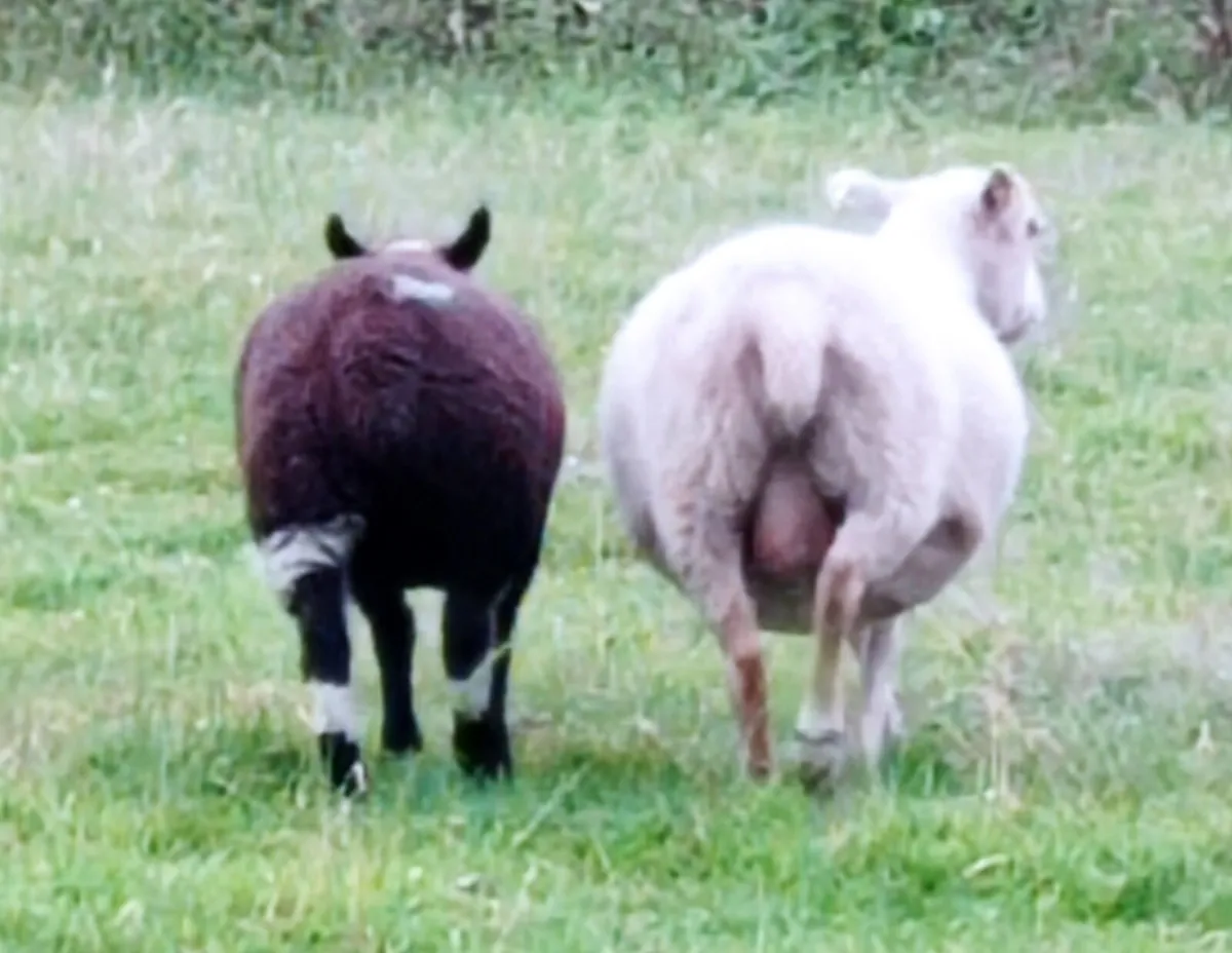 Dutch Spotted Ewe lambs - Image 4