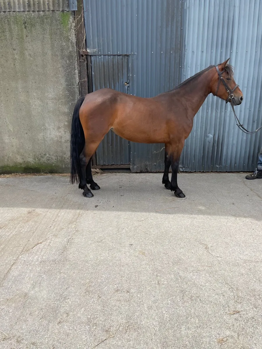 Pony - Image 1