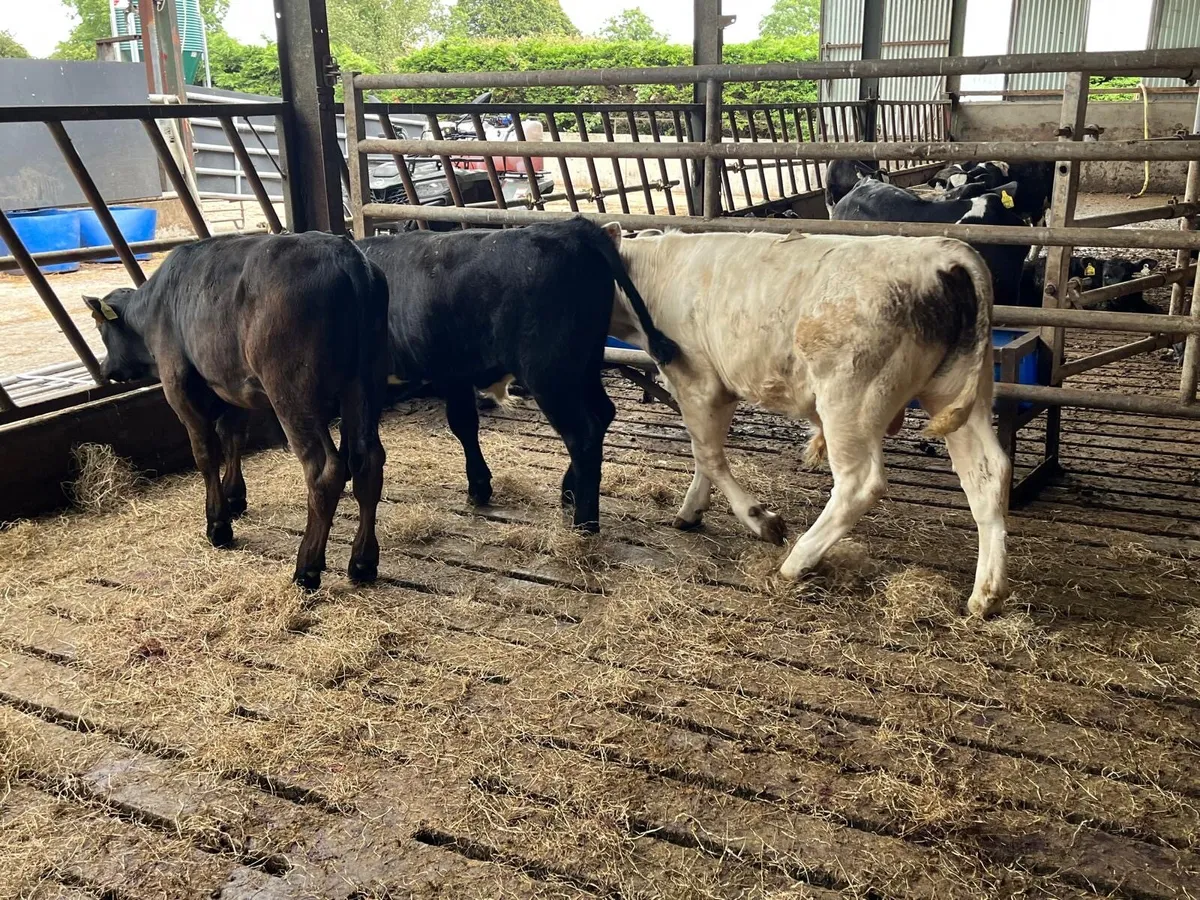 3 super  continental bull weanlings - Image 1