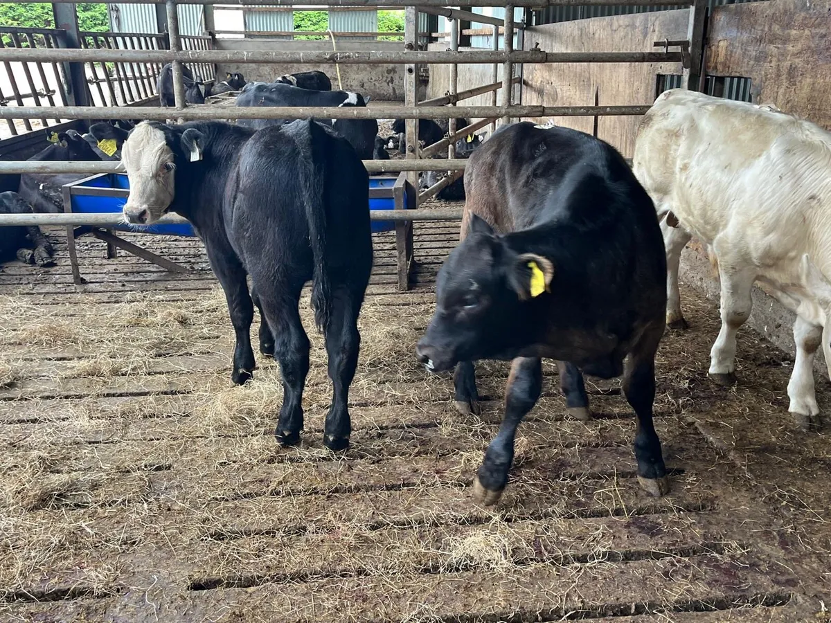 3 super  continental bull weanlings - Image 2