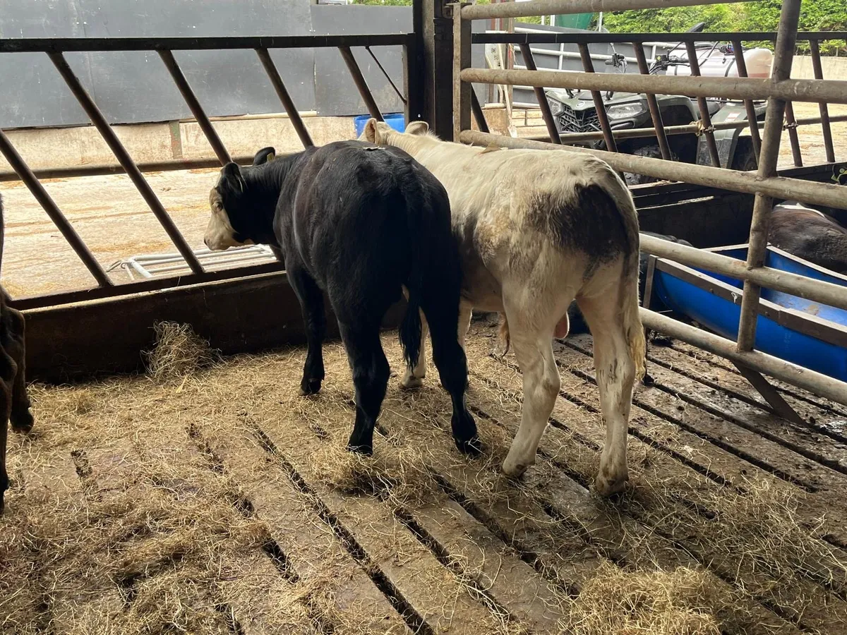 3 super  continental bull weanlings - Image 3