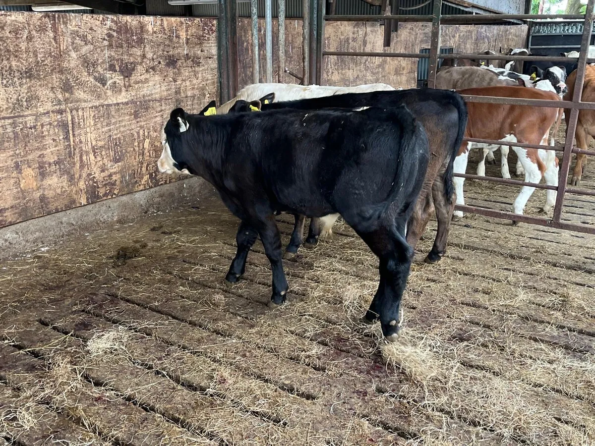 3 super  continental bull weanlings - Image 4