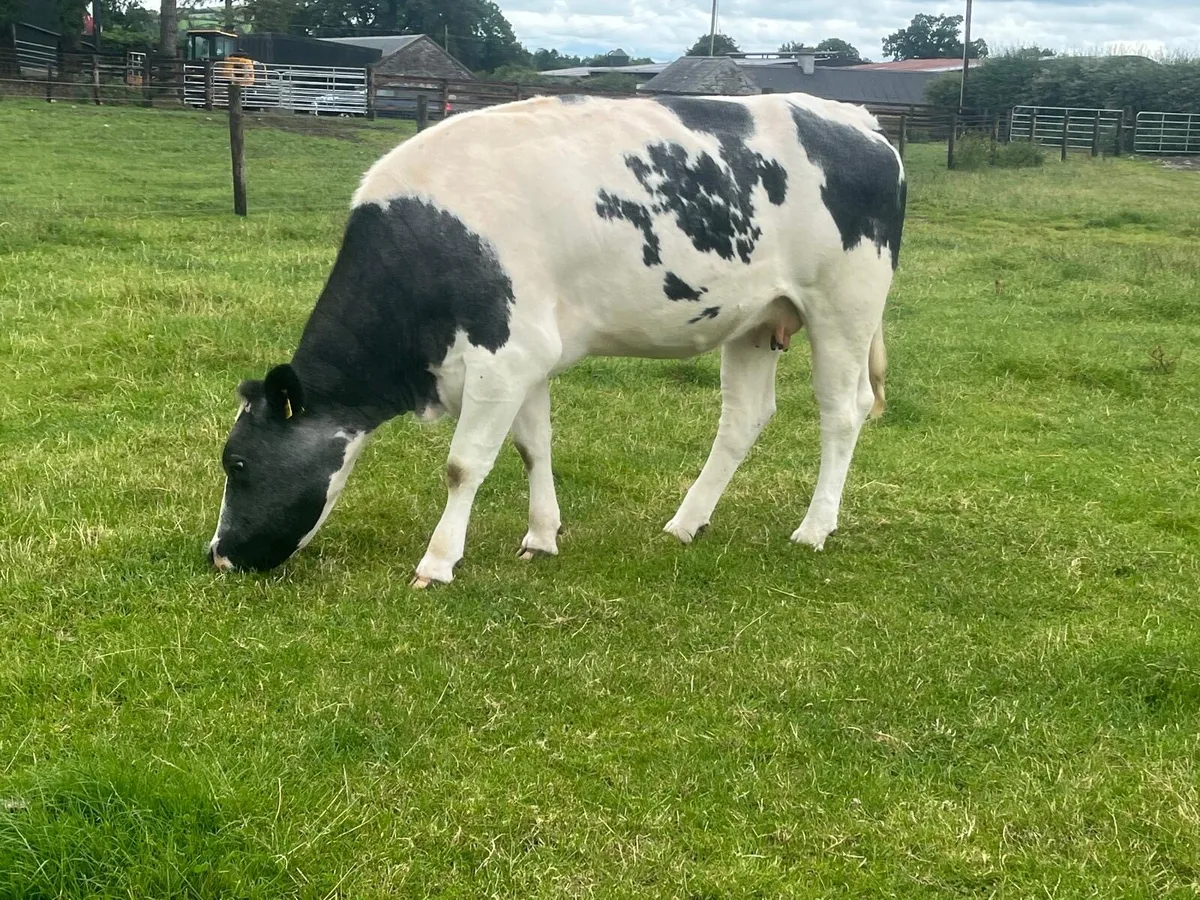 Second calver Belgian blue  in calf  cow - Image 1