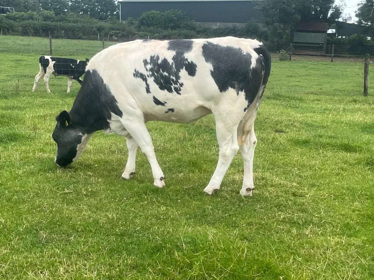 Second calver Belgian blue  in calf  cow - Image 2