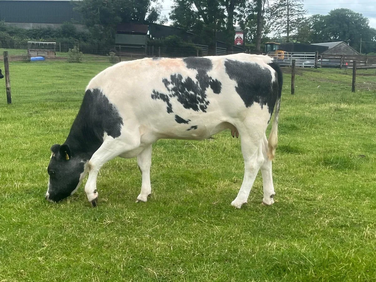 Second calver Belgian blue  in calf  cow - Image 3