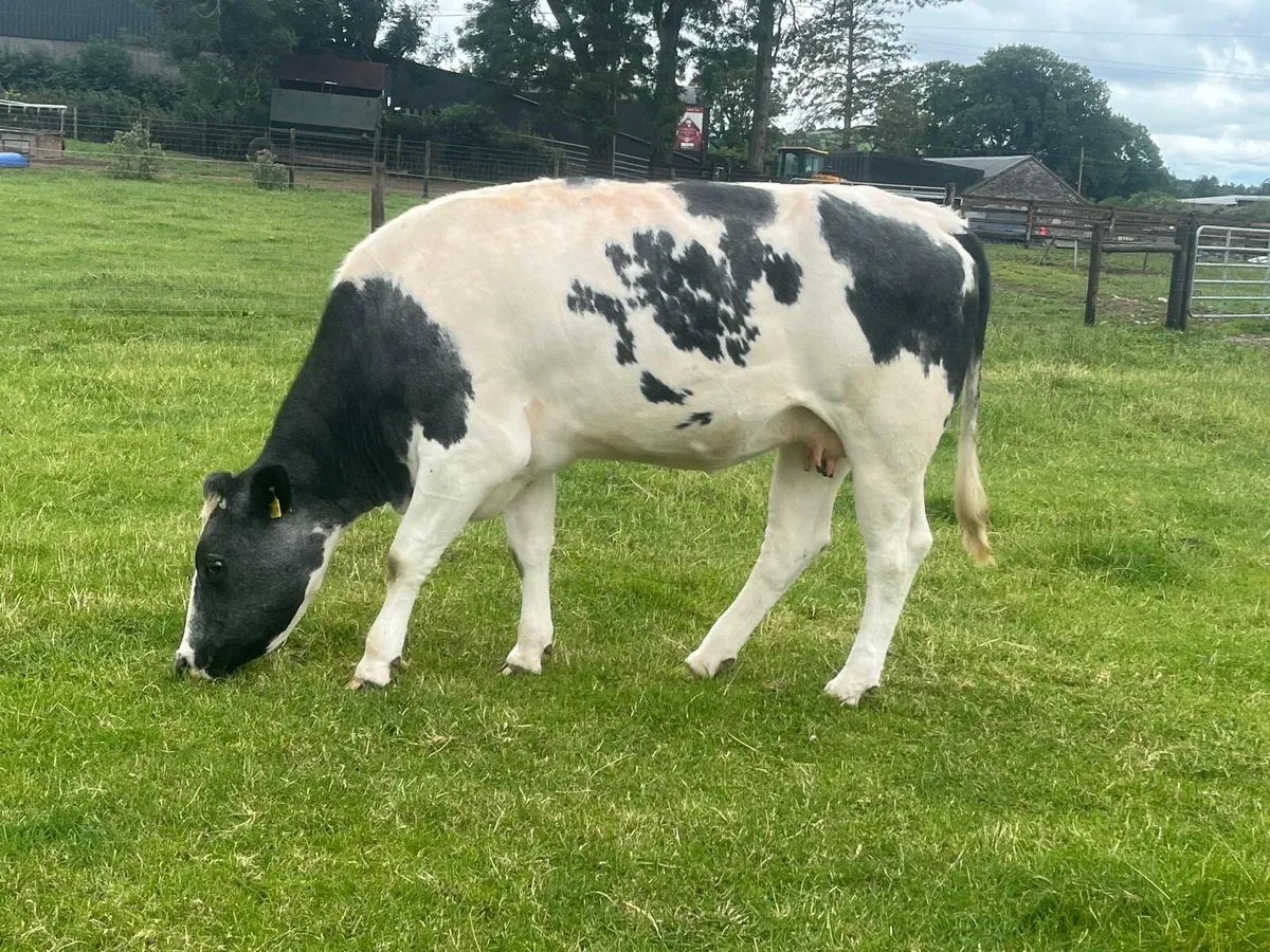 Second calver Belgian blue  in calf  cow - Image 4