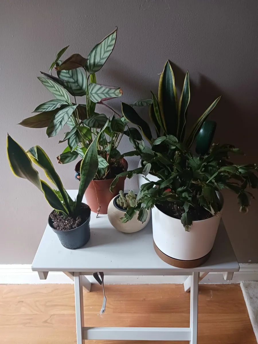 5 free plants