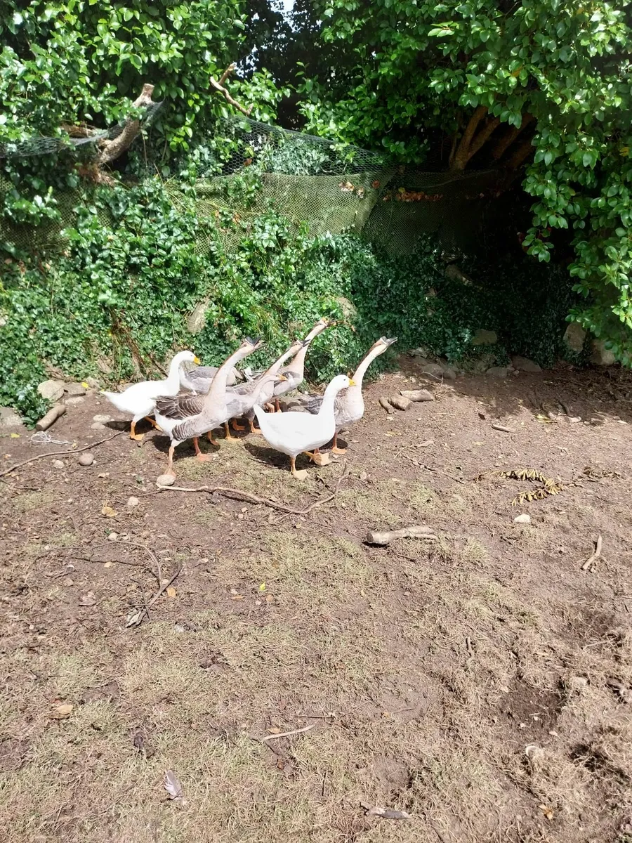 Peafowl/Chinese geese - Image 1