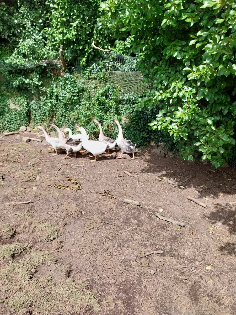 Peafowl/Chinese geese - Image 2