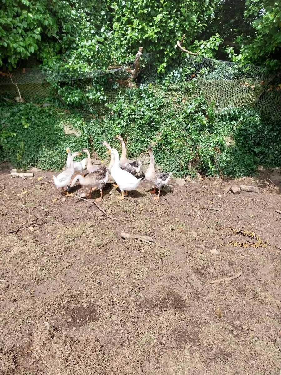 Peafowl/Chinese geese - Image 3