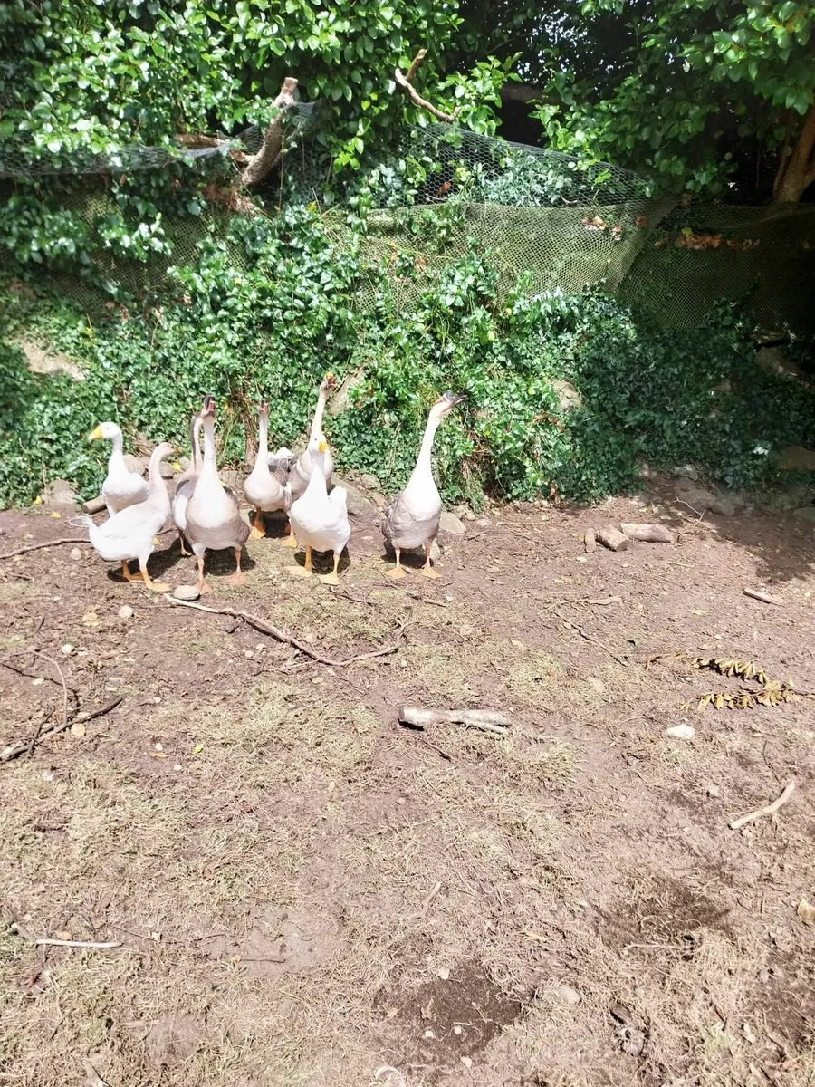 Peafowl/Chinese geese - Image 4