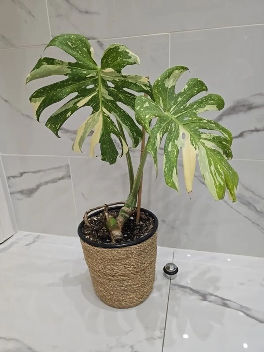 Monstera Thai Constellation - rare plant - Image 1