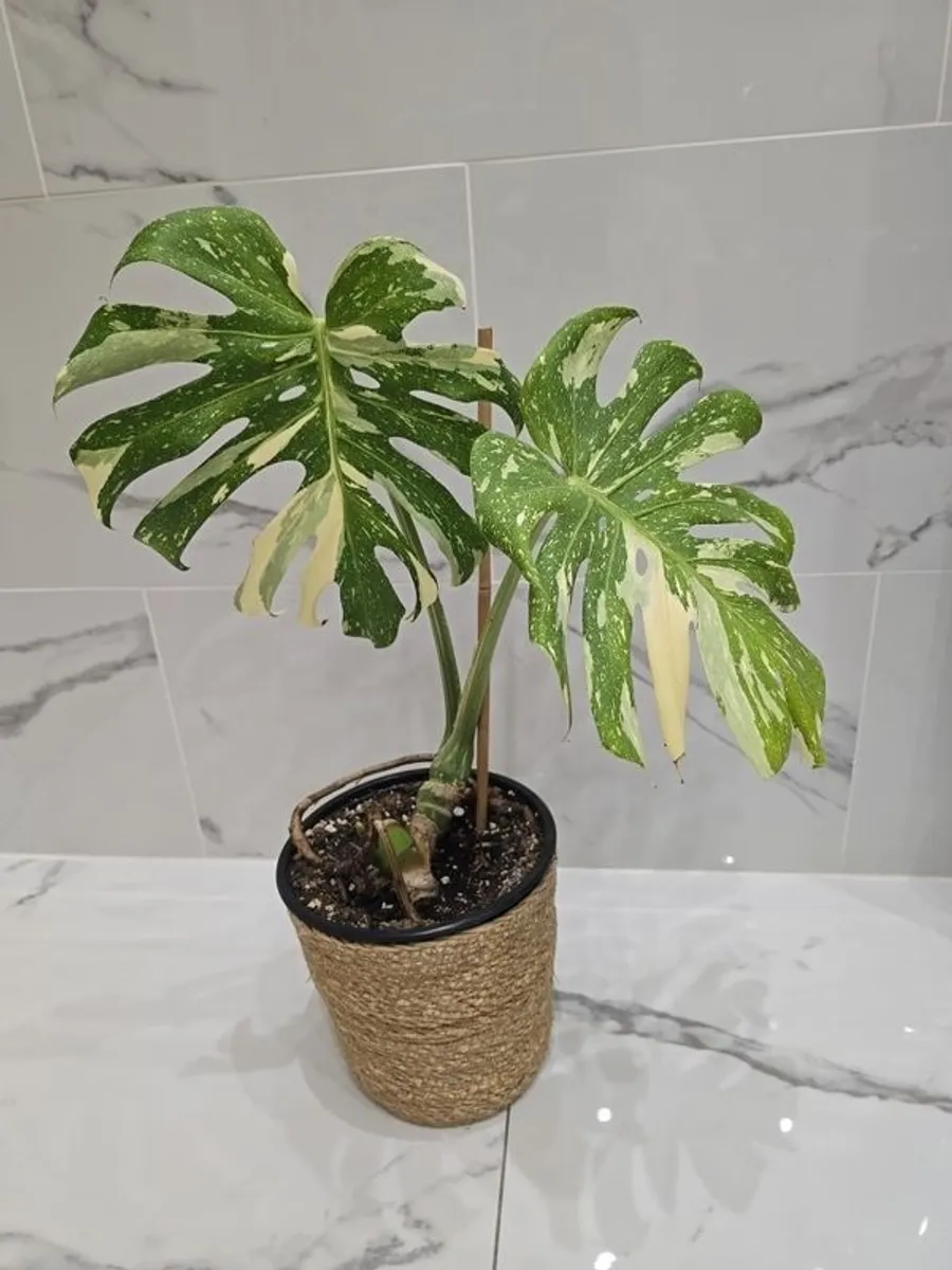 Monstera Thai Constellation - rare plant - Image 2