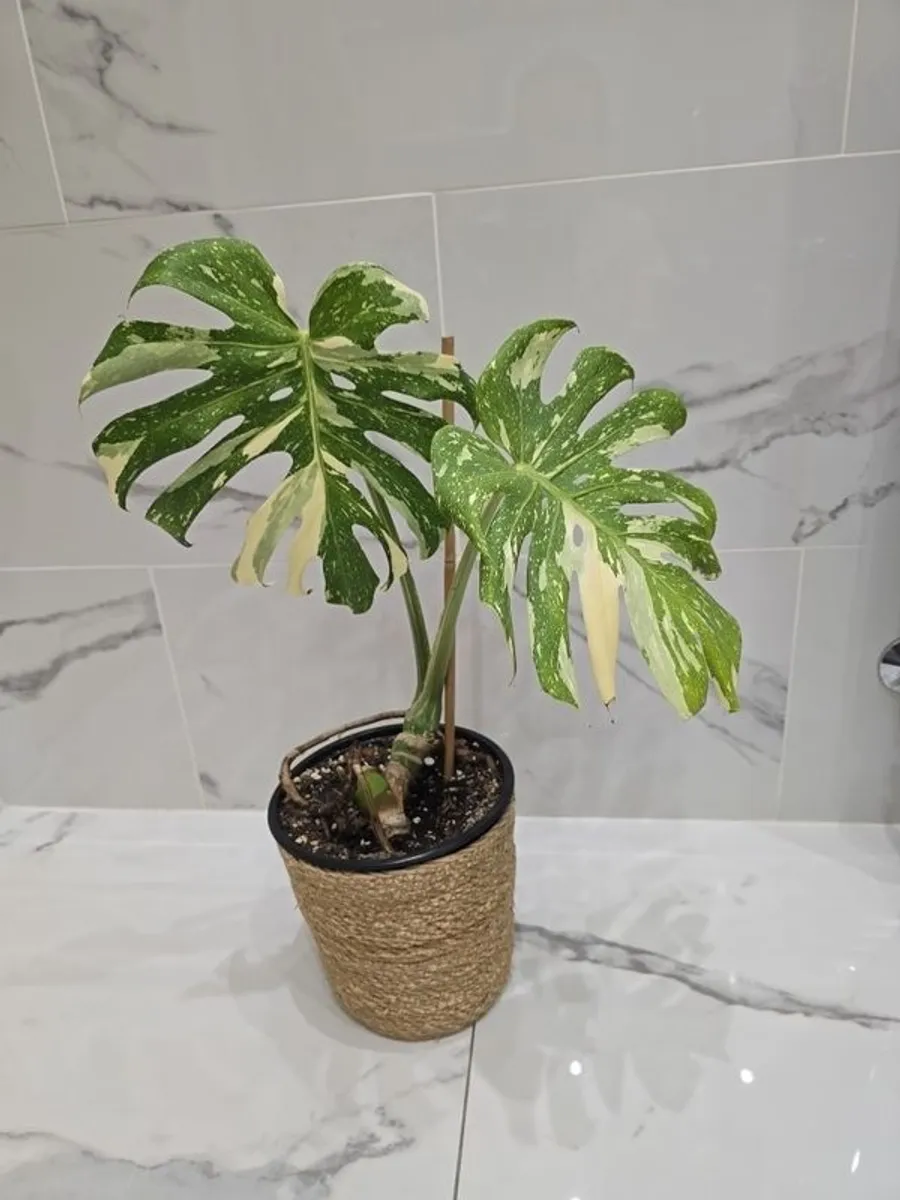 Monstera Thai Constellation - rare plant - Image 3