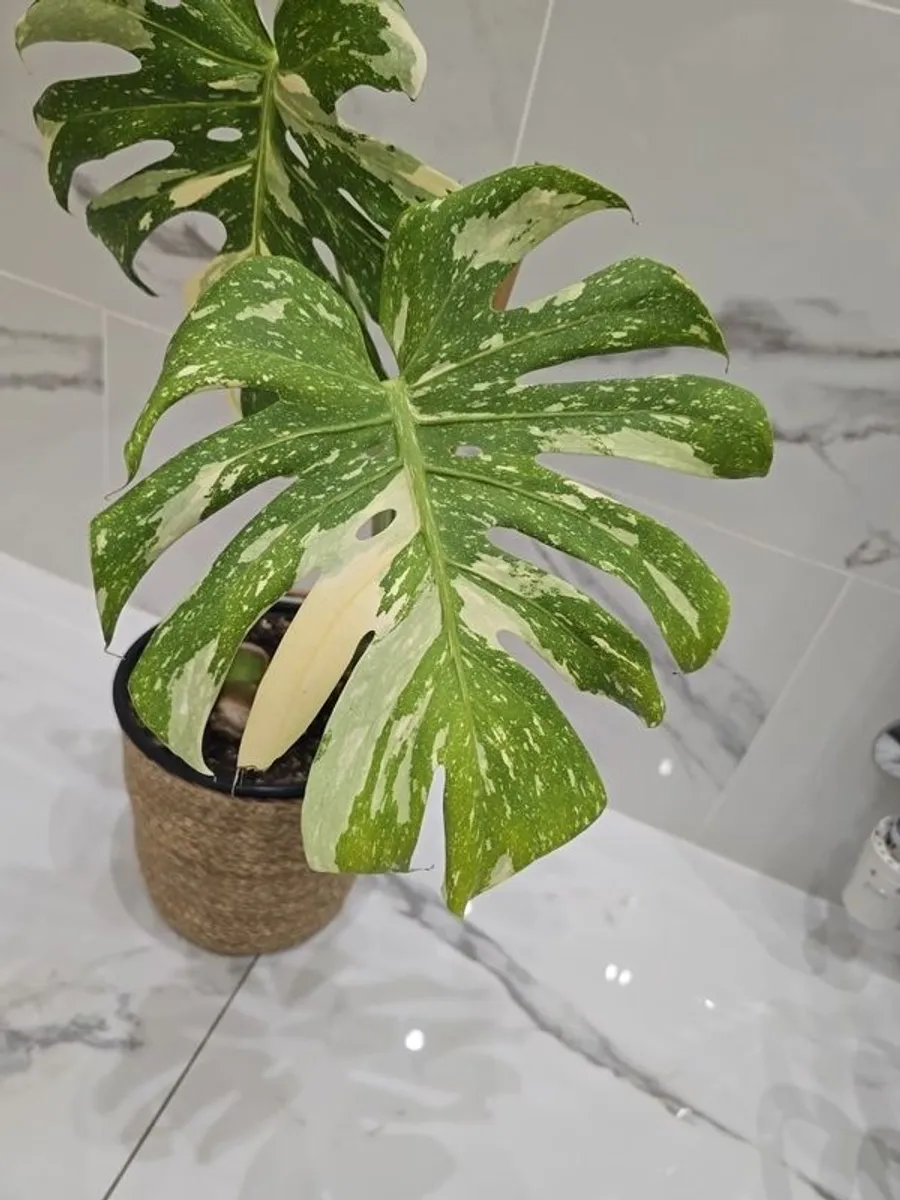 Monstera Thai Constellation - rare plant - Image 4