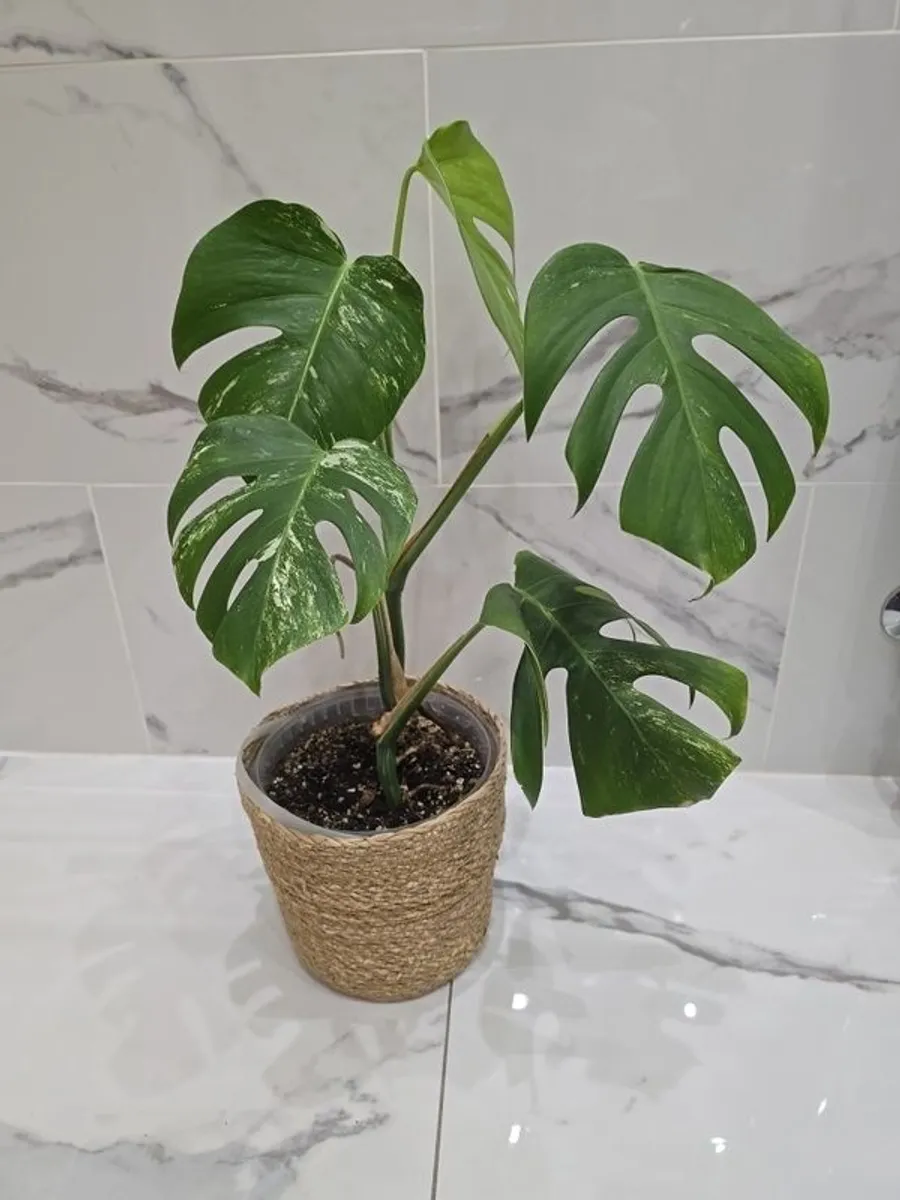 Monstera Albo Variegated - house plant - indoor plant - Image 1