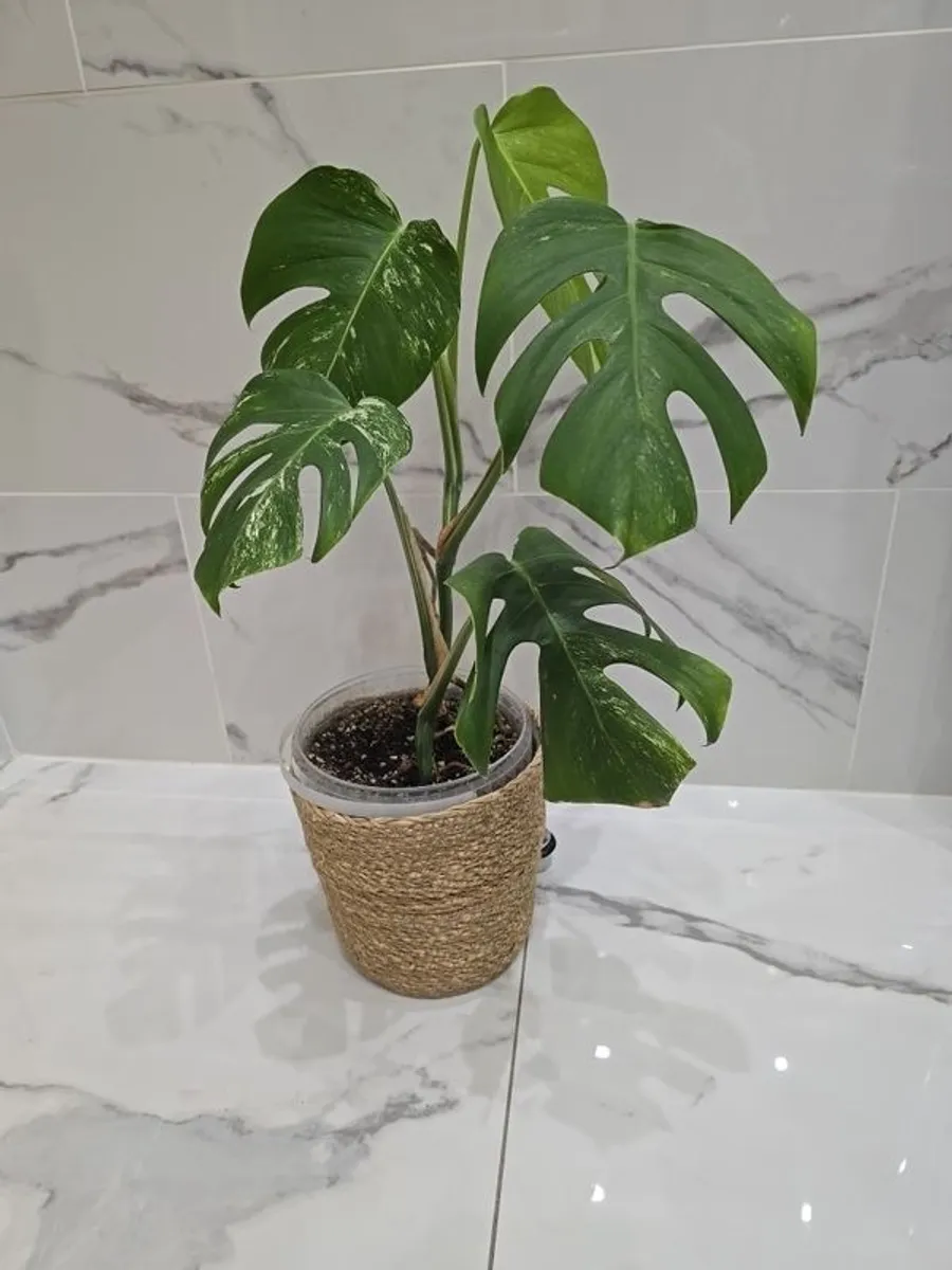 Monstera Albo Variegated - house plant - indoor plant - Image 2