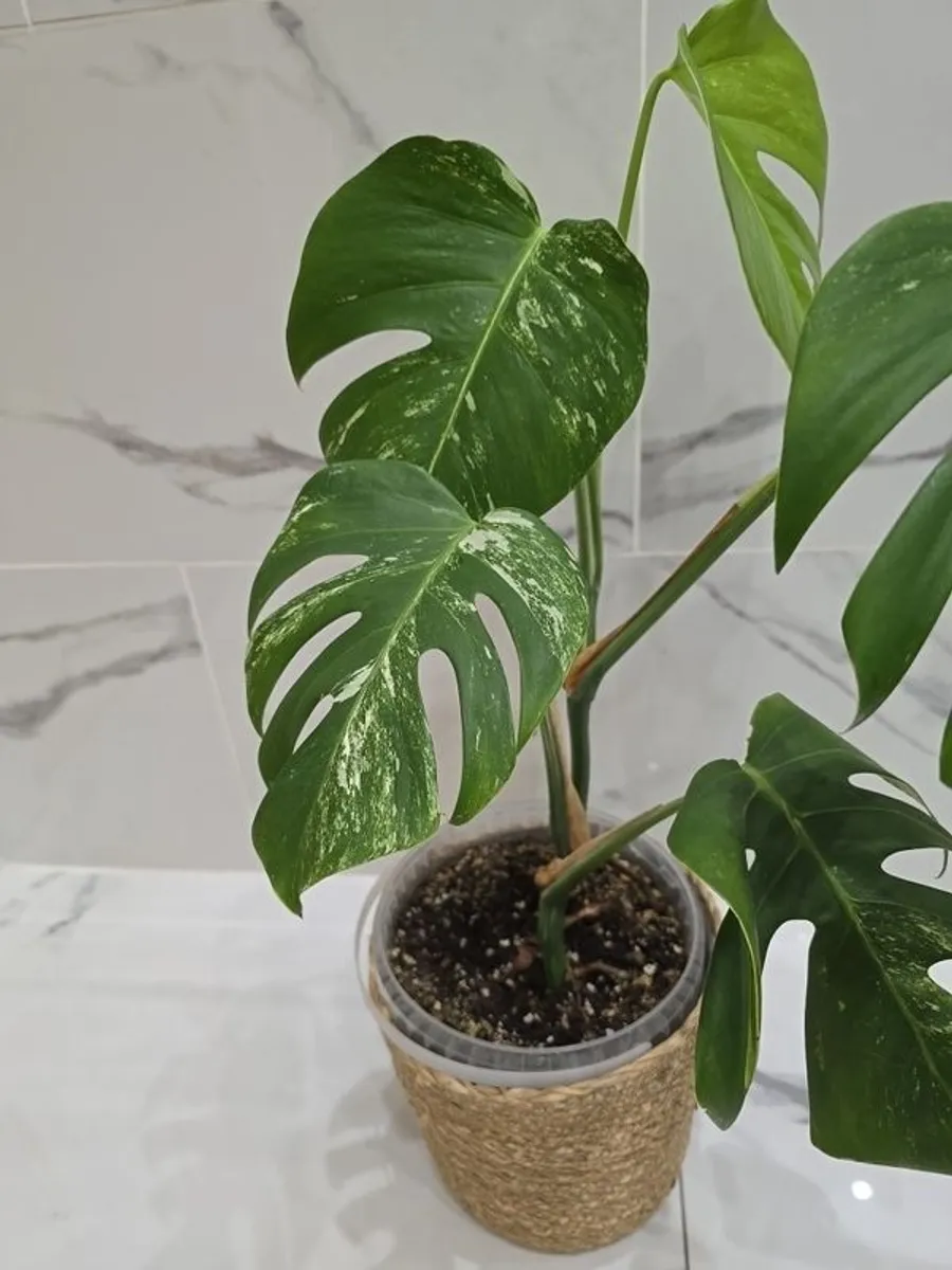 Monstera Albo Variegated - house plant - indoor plant - Image 3