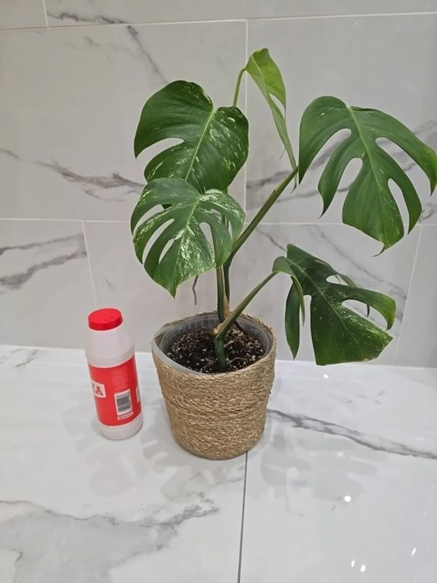 Monstera Albo Variegated - house plant - indoor plant - Image 4