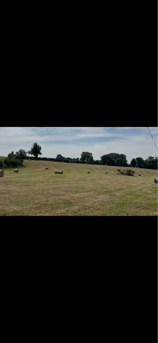Top quality green hay - Image 1