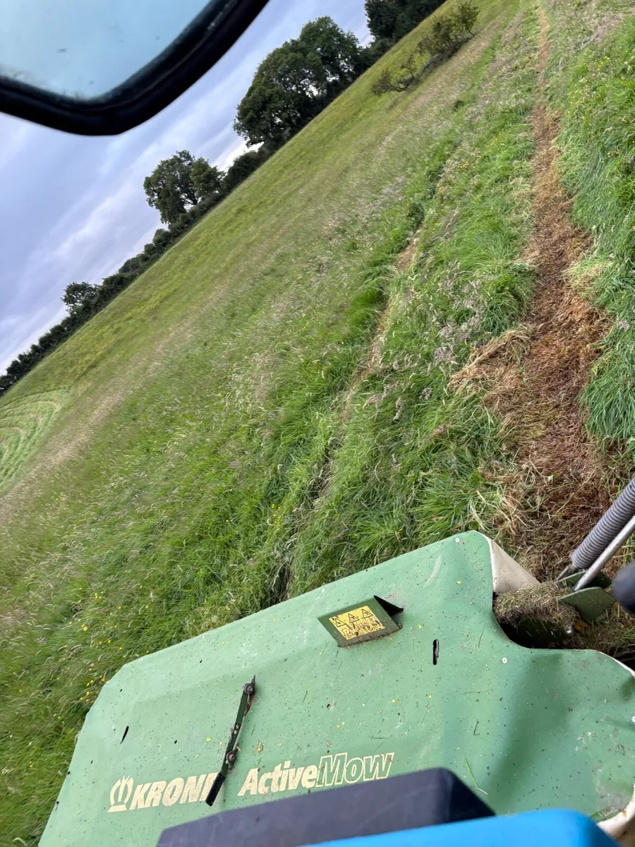 Top quality green hay - Image 2