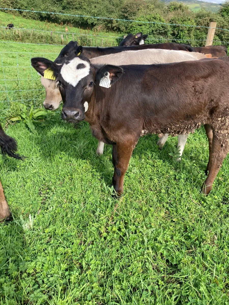 SUPER QUALITY LIM/CH HEIFER WEANLINGS - Image 2